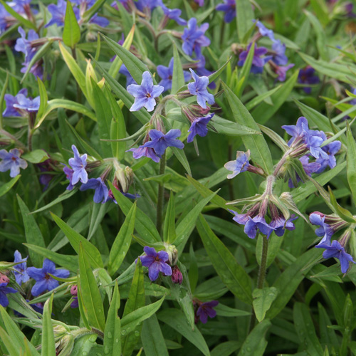 BUGLOSSOIDES purpurocaerulea BUGLOSSOIDES purpurocaerulea