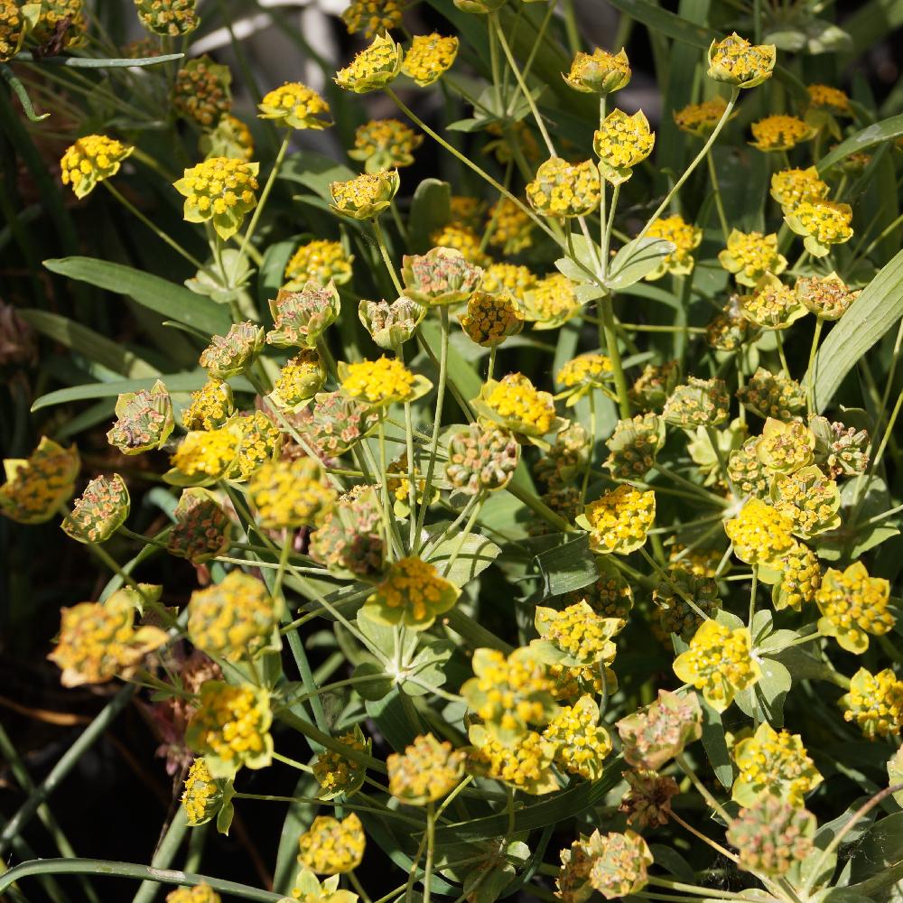 Nedgang stege Bugsering Plantes Vivaces BUPLEURUM longifolium 'Bronze Beauty' - Buplèvre à feuilles  allongées en vente - Pépinière Lepage