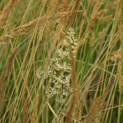 CALAMAGROSTIS acutiflora CALAMAGROSTIS acutiflora