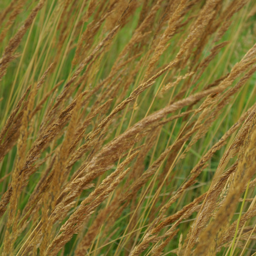 CALAMAGROSTIS acutiflora CALAMAGROSTIS acutiflora