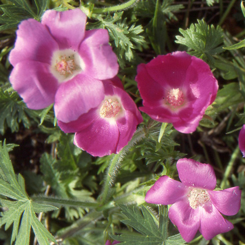 Plantes Vivaces CALLIRHOE involucrata - Mauve-pavot en vente - Pépinière  Lepage