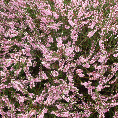 CALLUNA vulgaris 'Cramond' CALLUNA vulgaris 'Cramond'