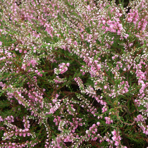 CALLUNA vulgaris 'Cramond' CALLUNA vulgaris 'Cramond'