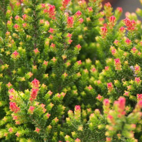 CALLUNA vulgaris 'Flamingo' CALLUNA vulgaris 'Flamingo'