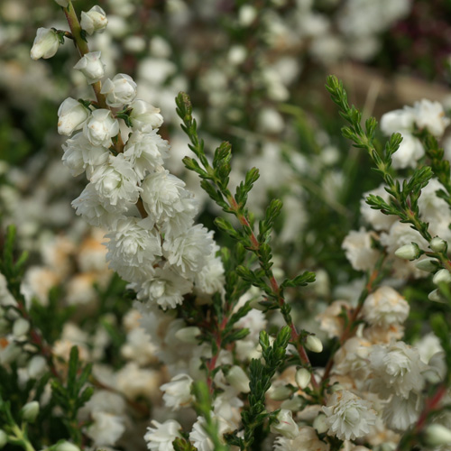 CALLUNA vulgaris 'Kinlochruel' CALLUNA vulgaris 'Kinlochruel'