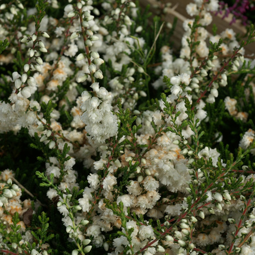 CALLUNA vulgaris 'Kinlochruel' CALLUNA vulgaris 'Kinlochruel'