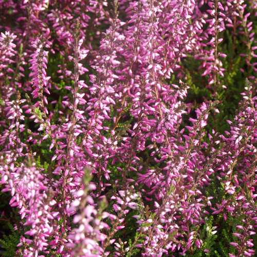 CALLUNA vulgaris 'Marlies' CALLUNA vulgaris 'Marlies'