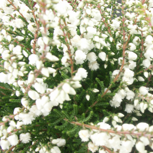 CALLUNA vulgaris 'Mrs Ronald Gray' CALLUNA vulgaris 'Mrs Ronald Gray'