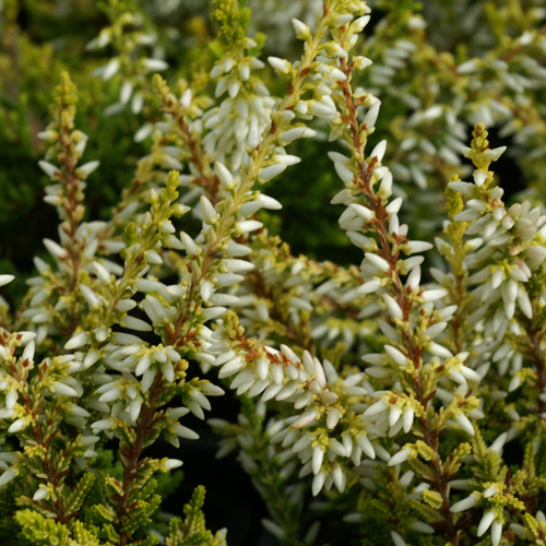 CALLUNA vulgaris 'Sandy' ® CALLUNA vulgaris 'Sandy' ®
