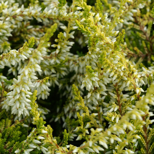 CALLUNA vulgaris 'Sandy' ® CALLUNA vulgaris 'Sandy' ®