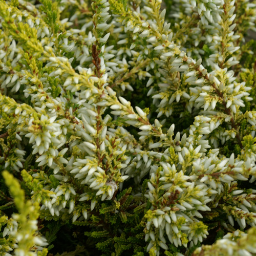 CALLUNA vulgaris 'Sandy' ® CALLUNA vulgaris 'Sandy' ®