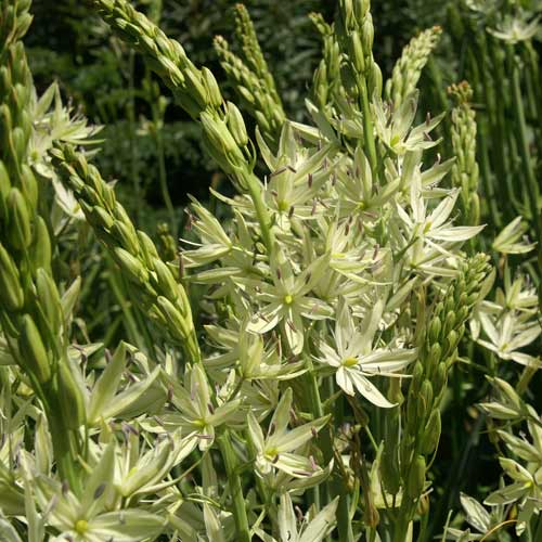 CAMASSIA leichtlinii 'Alba' (lot de 3) CAMASSIA leichtlinii 'Alba' (lot de 3)