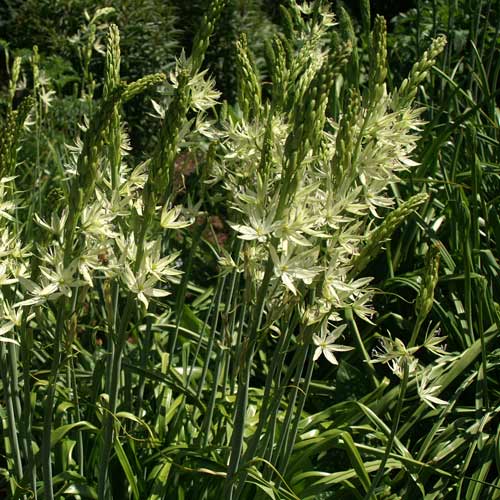 CAMASSIA leichtlinii 'Alba' (lot de 3) CAMASSIA leichtlinii 'Alba' (lot de 3)