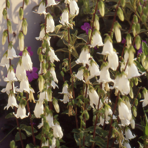 CAMPANULA alliariifolia CAMPANULA alliariifolia