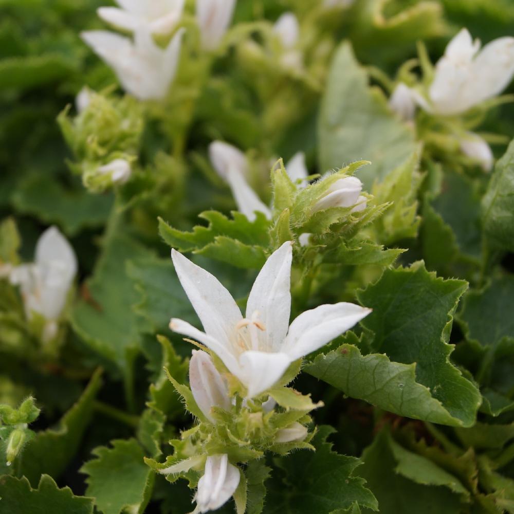 Plantes Vivaces CAMPANULA poscharskyana 'Schneeranke' - Campanule des  murets en vente - Pépinière Lepage