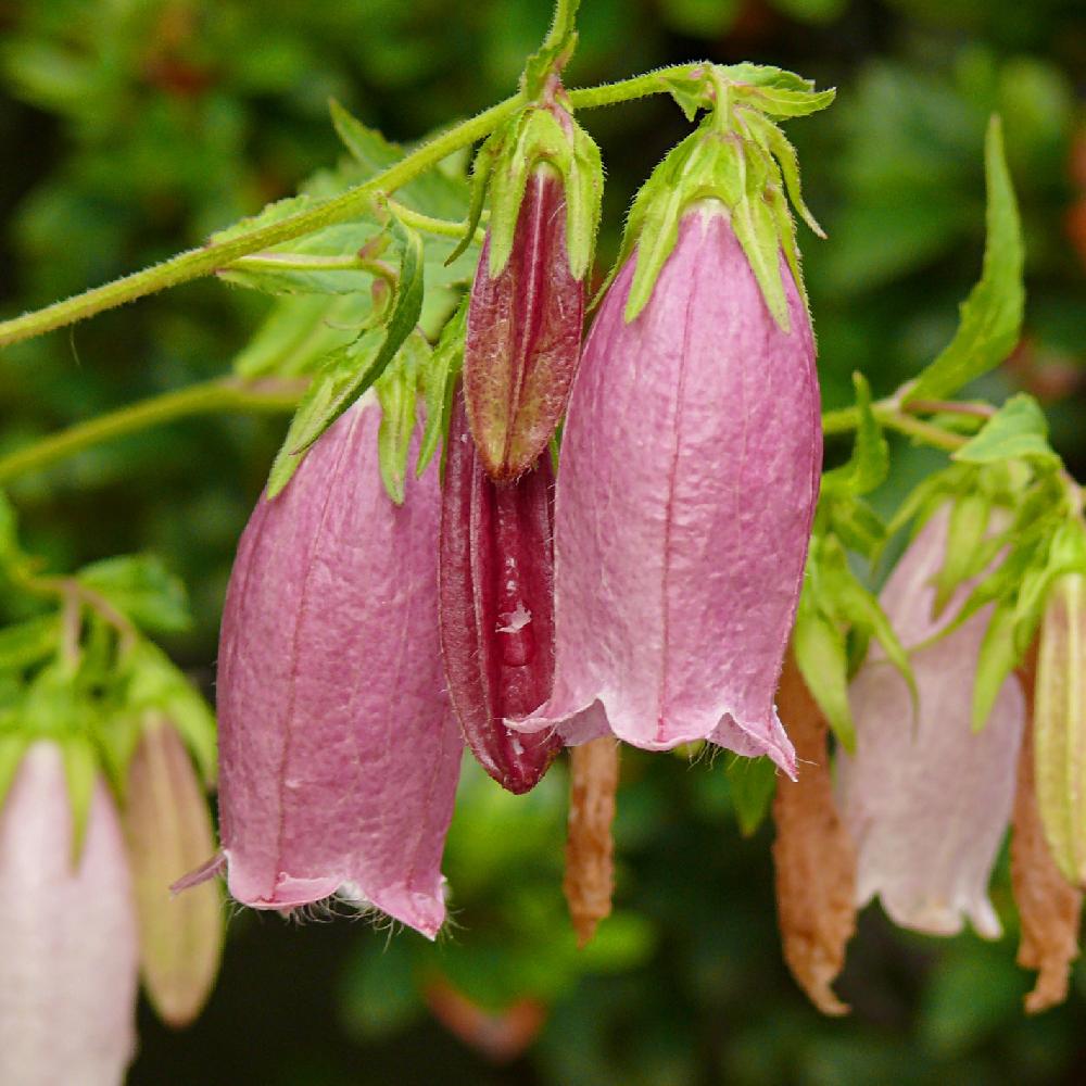 Plantes Vivaces CAMPANULA punctata f. rubriflora Campanule en vente