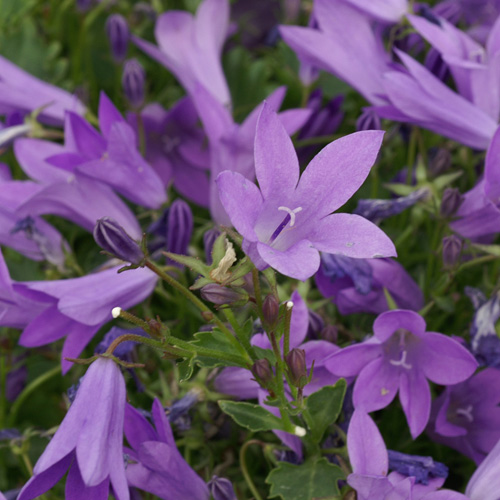 CAMPANULA 'Birch Hybrid' CAMPANULA 'Birch Hybrid'