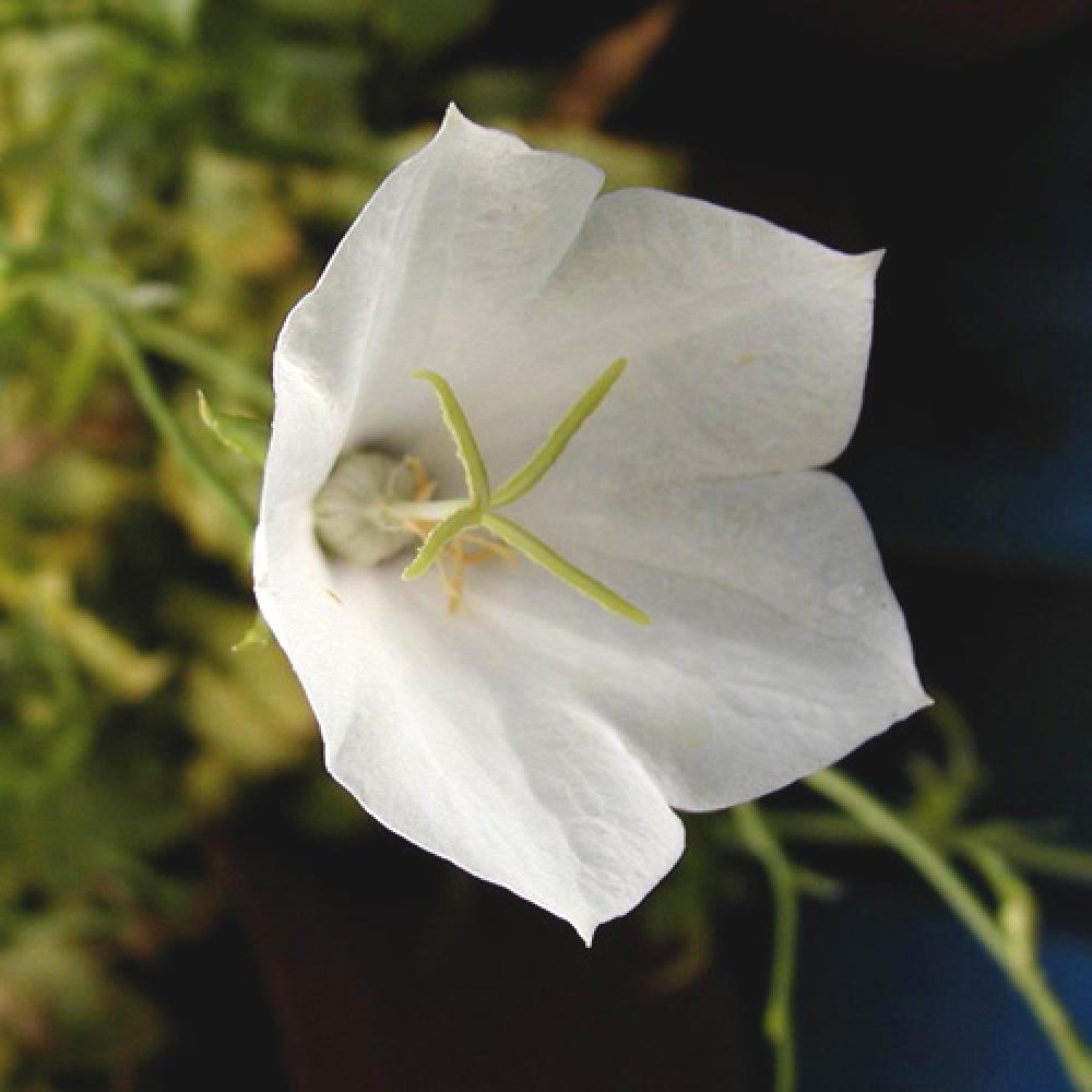 Plantes Vivaces CAMPANULA carpatica 'Alba' - Campanule naine des Carpates  en vente - Pépinière Lepage