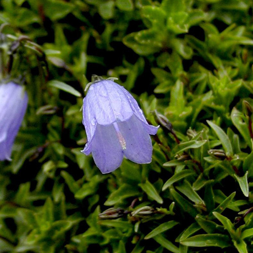 CAMPANULA cochleariifolia CAMPANULA cochleariifolia