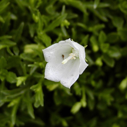 CAMPANULA cochleariifolia 'Alba' CAMPANULA cochleariifolia 'Alba'