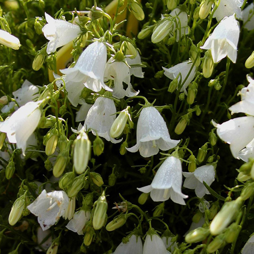 CAMPANULA cochleariifolia 'Alba' CAMPANULA cochleariifolia 'Alba'