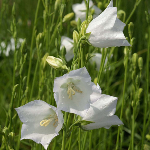 Plantes Vivaces CAMPANULA persicifolia 'Alba' - Campanule à feuilles de  pêcher en vente - Pépinière Lepage