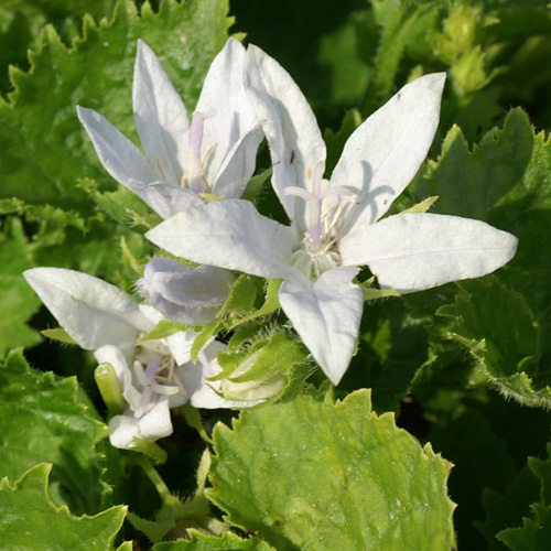 Plantes Vivaces CAMPANULA poscharskyana 'E.H.Frost' - Campanule des murets  en vente - Pépinière Lepage