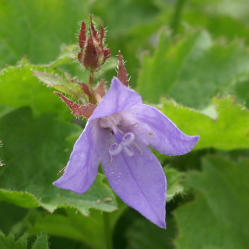 CAMPANULA poscharskyana CAMPANULA poscharskyana