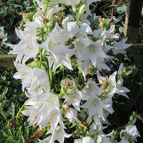 Plantes Vivaces CAMPANULA pyramidalis 'Alba' - Campanule pyramidale en  vente - Pépinière Lepage