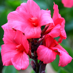 CANNA 'Centenaire' CANNA 'Centenaire'