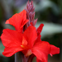 CANNA 'Etoile de Feu' CANNA 'Etoile de Feu'