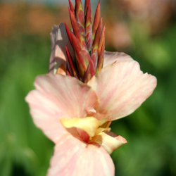 CANNA 'Horn' CANNA 'Horn'