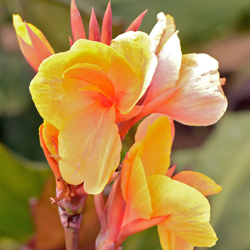 CANNA 'Louis Cottin' CANNA 'Louis Cottin'