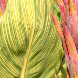 CANNA 'Striata' CANNA 'Striata'