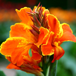 CANNA 'Taroudant' CANNA 'Taroudant'