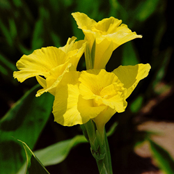 Bulbes CANNA 'Tropical jaune' - Balisier nain en vente - Pépinière Lepage