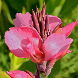 Bulbes CANNA 'Tropical rose' - Balisier nain en vente - Pépinière Lepage