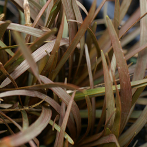 CAREX berggrenii CAREX berggrenii