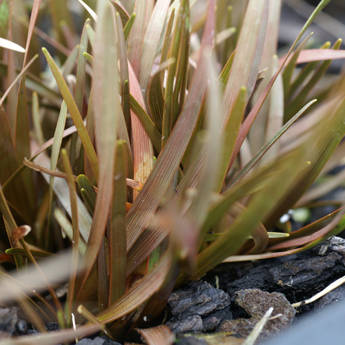 CAREX berggrenii CAREX berggrenii