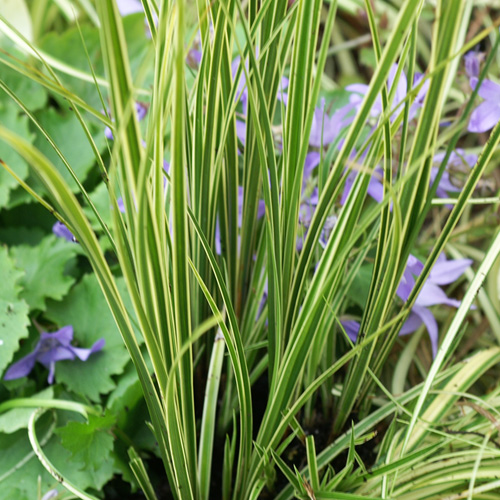 CAREX brunnea 'Variegata' CAREX brunnea 'Variegata'