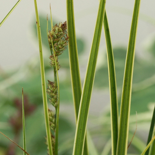 CAREX brunnea 'Variegata' CAREX brunnea 'Variegata'