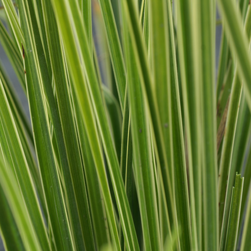 CAREX brunnea 'Variegata' CAREX brunnea 'Variegata'