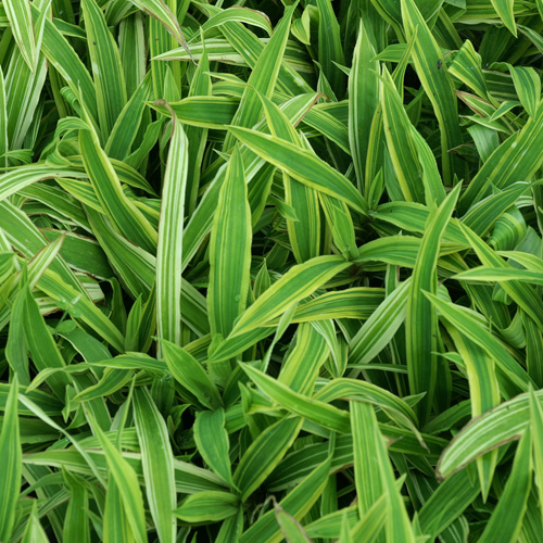 CAREX ciliatomarginata 'Shima-nishiki' CAREX ciliatomarginata 'Shima-nishiki'