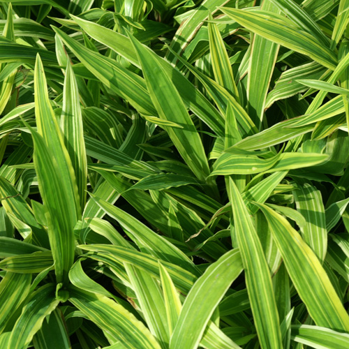 CAREX ciliatomarginata 'Shima-nishiki' CAREX ciliatomarginata 'Shima-nishiki'