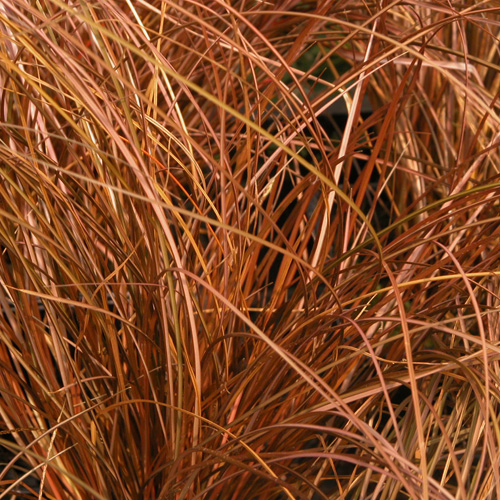 CAREX comans 'Milk Chocolate' CAREX comans 'Milk Chocolate'