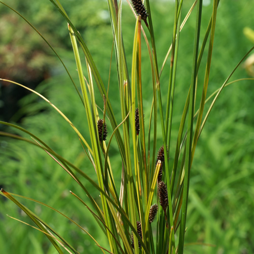 CAREX dispacea CAREX dispacea