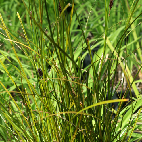 CAREX dispacea CAREX dispacea