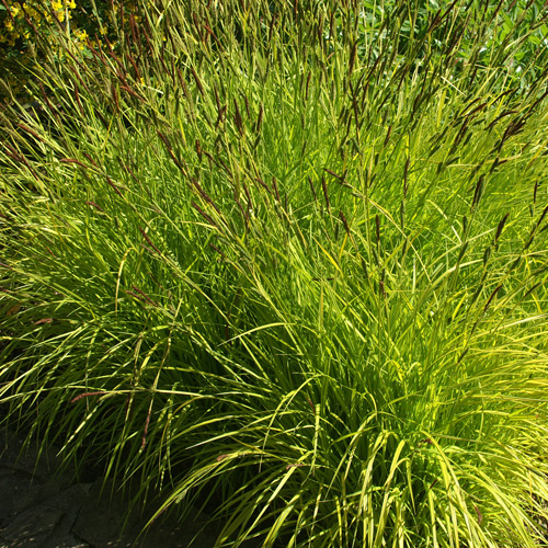 CAREX elata 'Aurea' CAREX elata 'Aurea'