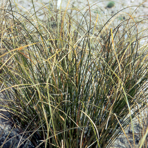 CAREX flagellifera 'Vert Olive' CAREX flagellifera 'Vert Olive'