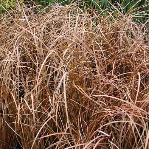 CAREX flagellifera 'Vert Olive' CAREX flagellifera 'Vert Olive'